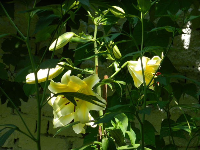 DSCN2261 - 2015_IULIE_2