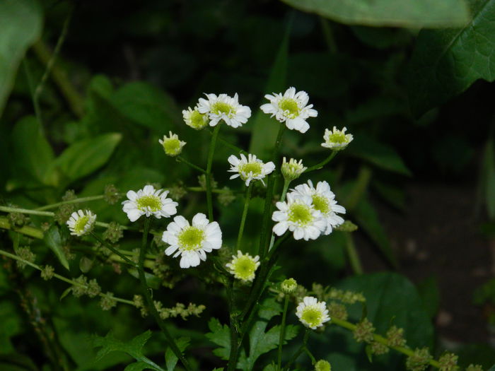 DSCN2263 - 2015_IULIE_2