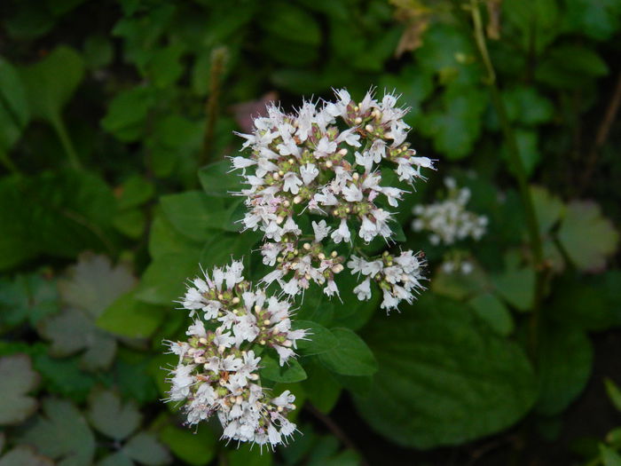 DSCN2264 - 2015_IULIE_2