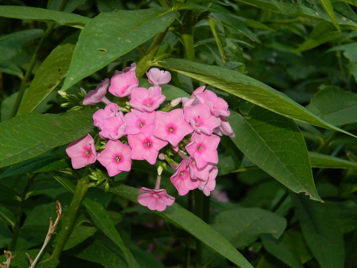 DSCN2266 - 2015_IULIE_2