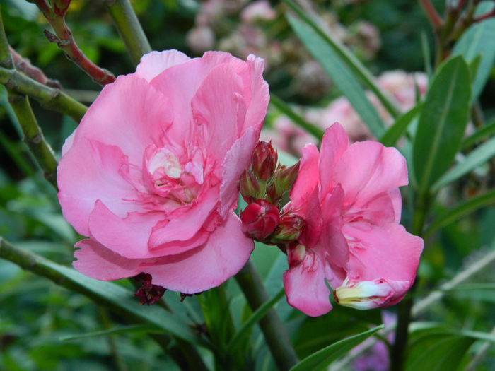 DSCN2270 - 2015_IULIE_2