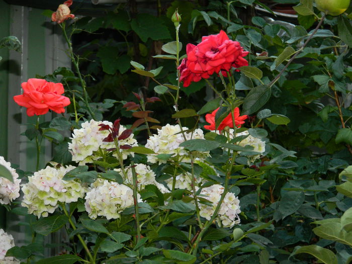 DSCN2273 - 2015_IULIE_2