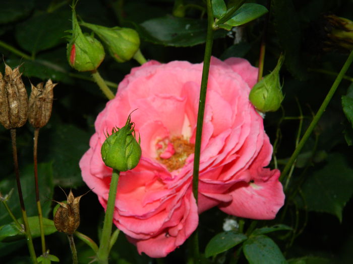 DSCN2275 - 2015_IULIE_2