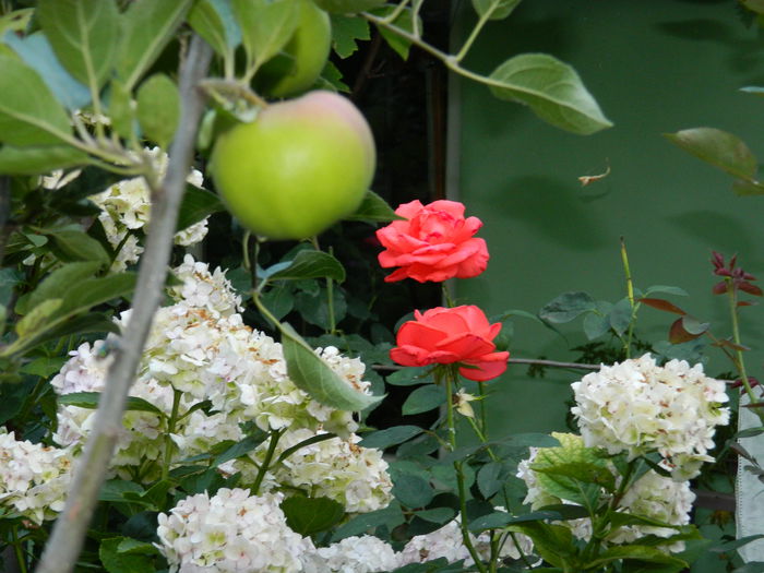 DSCN2276 - 2015_IULIE_2