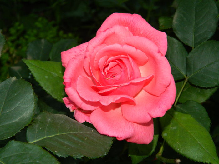 DSCN2279 - 2015_IULIE_2