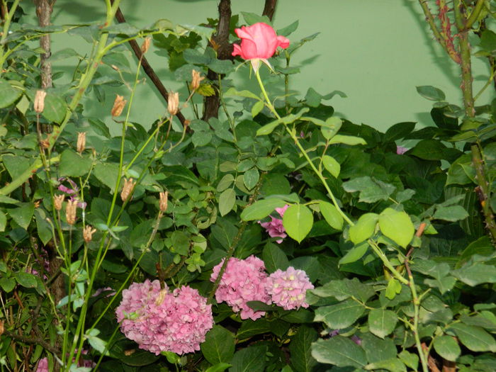 DSCN2283 - 2015_IULIE_2