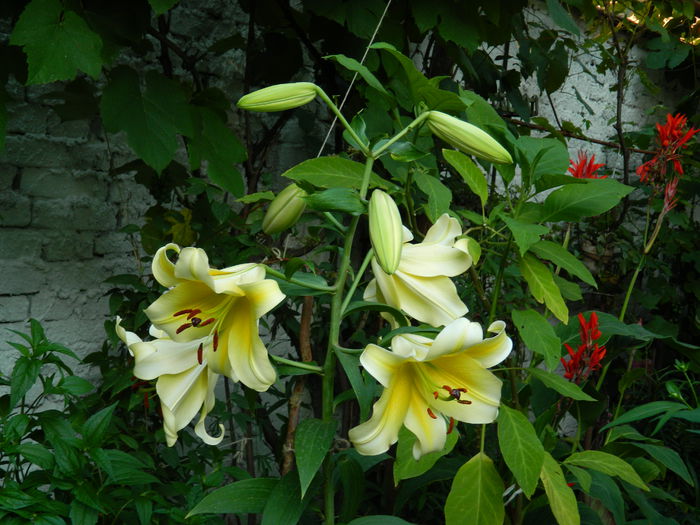 DSCN2286 - 2015_IULIE_2