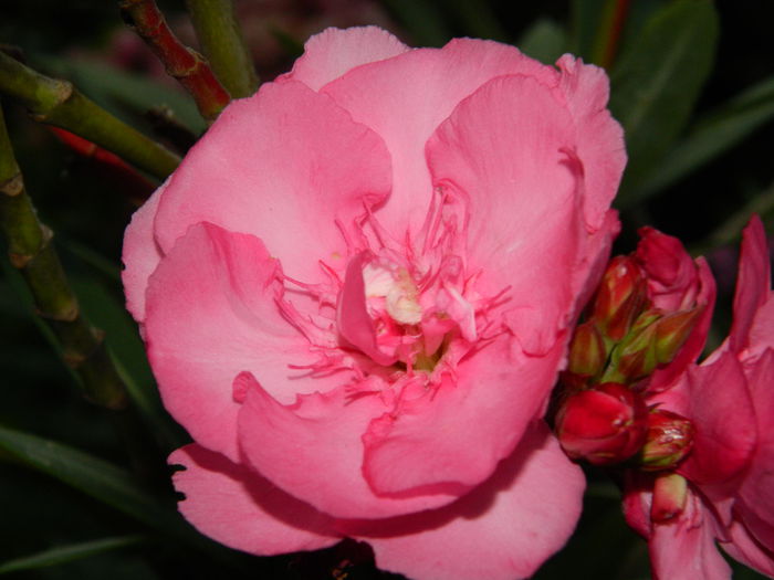 DSCN2288 - 2015_IULIE_2