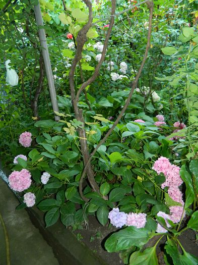 DSCN2290 - 2015_IULIE_2