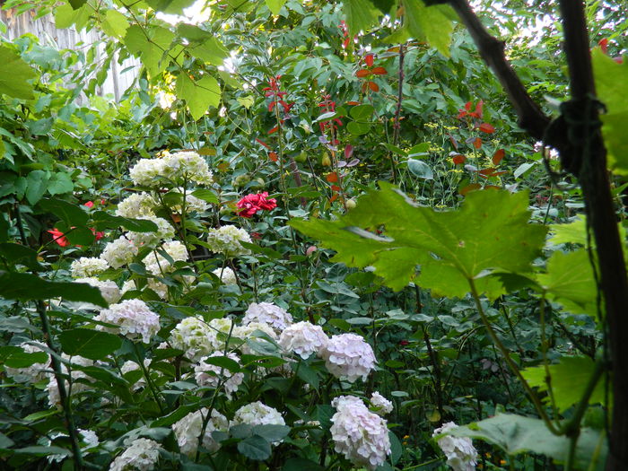 DSCN2291 - 2015_IULIE_2