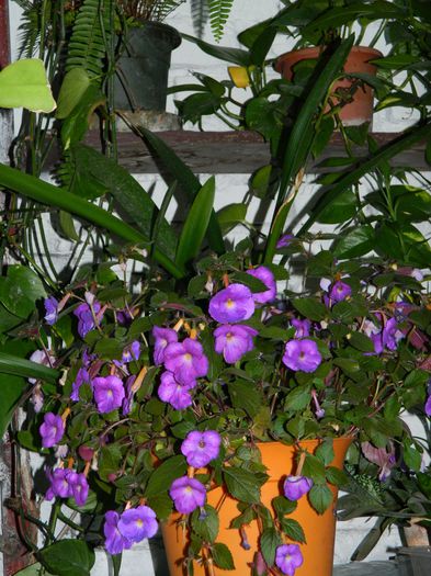 DSCN2308 - 2015_IULIE_2