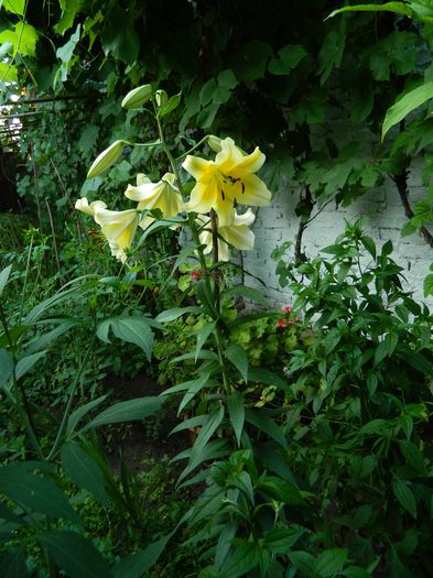 DSCN2315 - 2015_IULIE_2