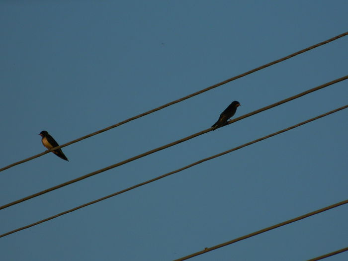 DSCN2337 - 2015_IULIE_2