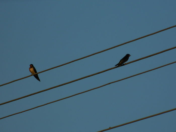 DSCN2338 - 2015_IULIE_2