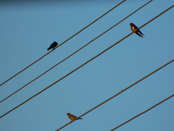 DSCN2351 - 2015_IULIE_2