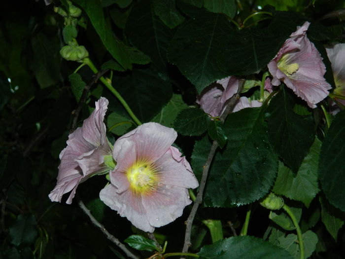 DSCN2358 - 2015_IULIE_2