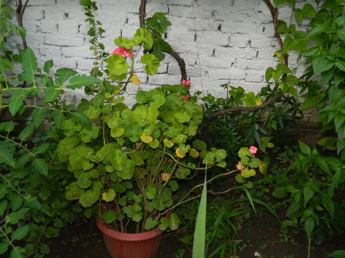DSCN2367 - 2015_IULIE_2