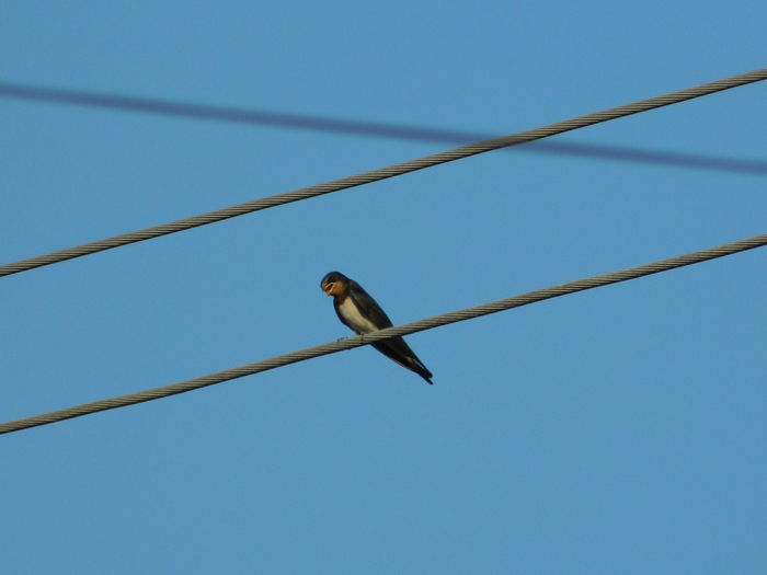 DSCN2376 - 2015_IULIE_2