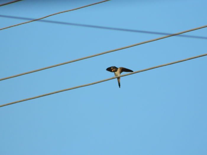 DSCN2381 - 2015_IULIE_2