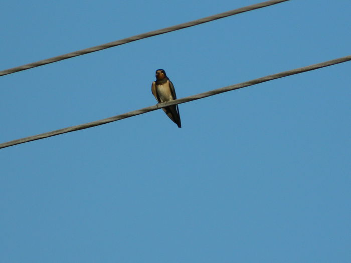 DSCN2382 - 2015_IULIE_2
