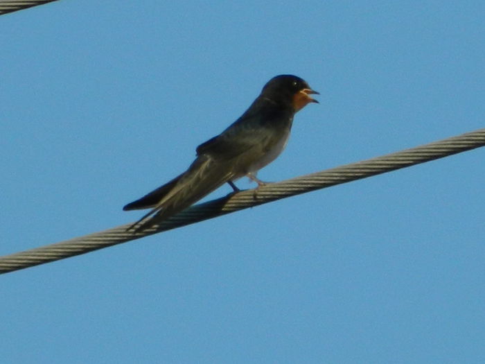 DSCN2386 - 2015_IULIE_2