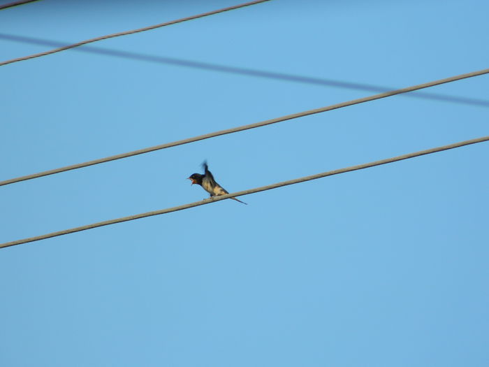 DSCN2391 - 2015_IULIE_2