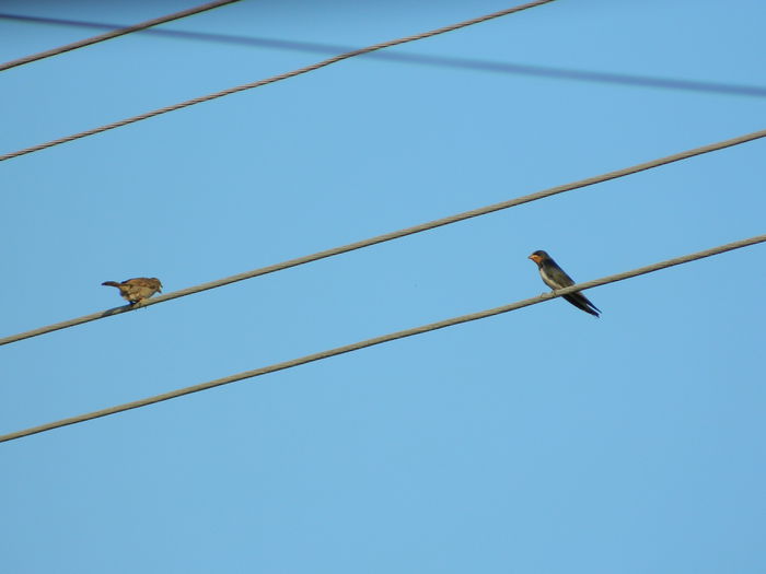 DSCN2396 - 2015_IULIE_2
