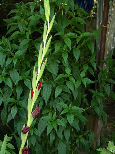 DSCN2427 - 2015_IULIE_2