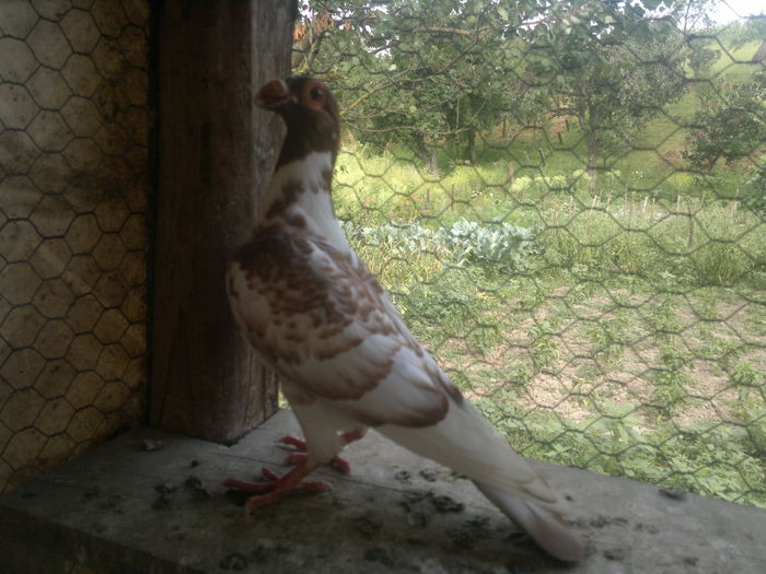 2015-07-20-9220 - pui 2012