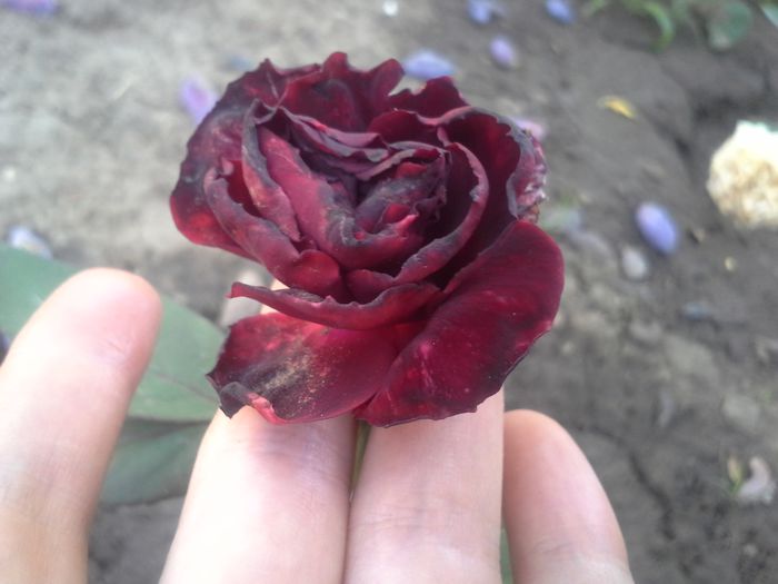 uşor parfumat