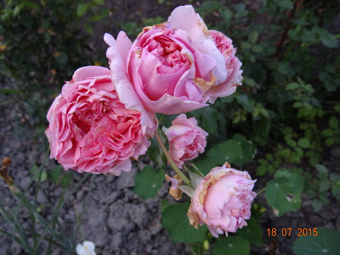 o roza minunata... - Abraham Darby