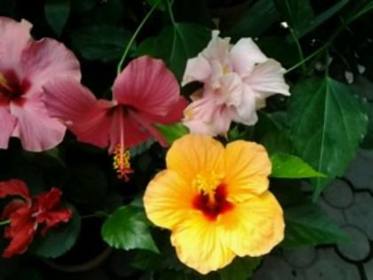 Fotografie6511 - Hibiscusi 1