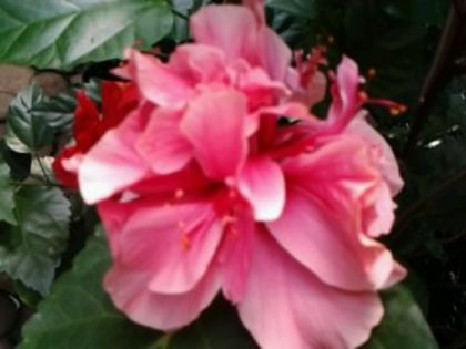 Fotografie6491 - Hibiscusi 1