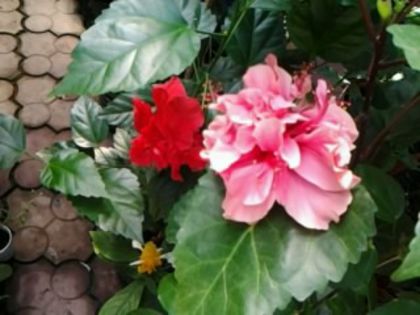 Fotografie6493 - Hibiscusi 1