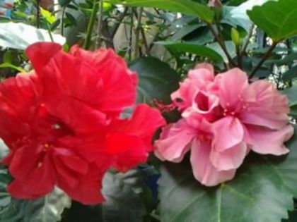 Fotografie6488 - Hibiscusi 1