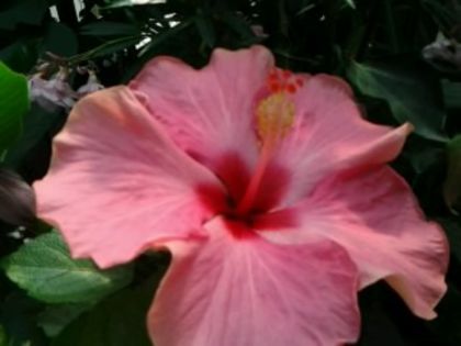 Fotografie6499 - Hibiscusi 1