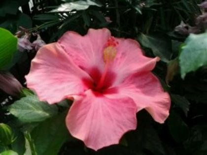 Fotografie6500 - Hibiscusi 1