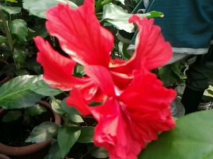 Fotografie6501 - Hibiscusi 1