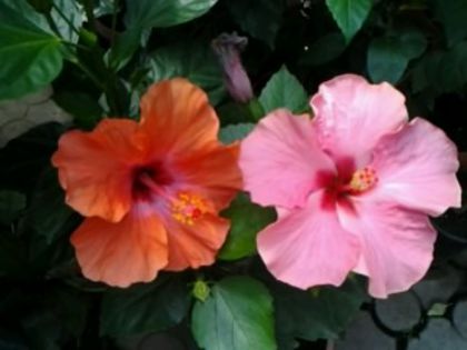 Fotografie6502 - Hibiscusi 1