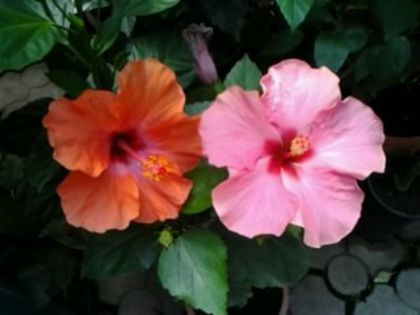 circus si boreas pink - Hibiscusi 1