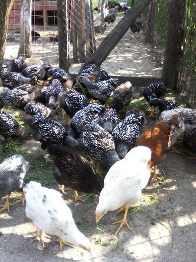 IMG_20150719_100601 - PUI-TINERET 2015