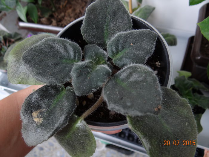 Strawberry Wave - Violete Africane