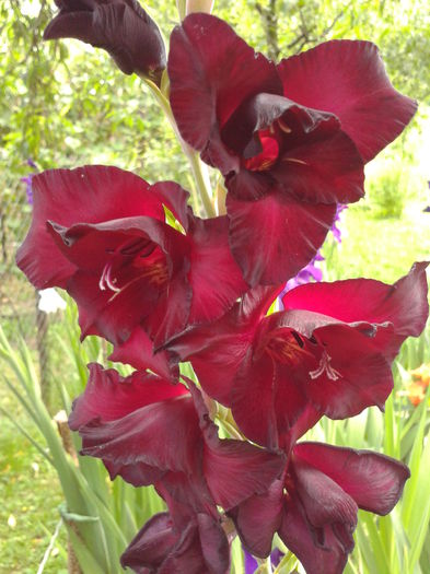 Fotografie0013 - AAAA_GLADIOLE 2015_2017_2018_2019