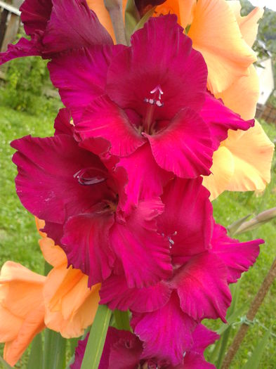 Fotografie0022 - AAAA_GLADIOLE 2015_2017_2018_2019