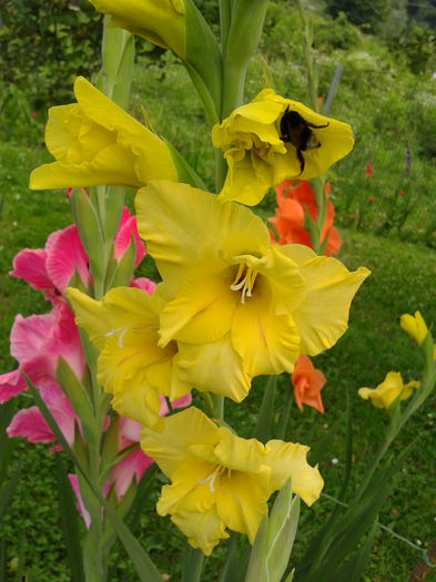 Fotografie0023 - AAAA_GLADIOLE 2015_2017_2018_2019