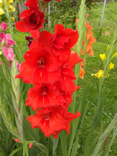 Fotografie0024 - AAAA_GLADIOLE 2015_2017_2018_2019