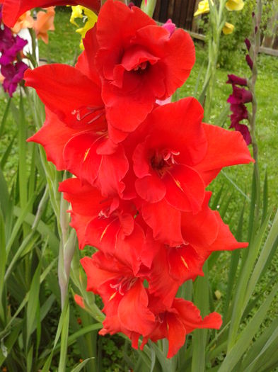 Fotografie0025 - AAAA_GLADIOLE 2015_2017_2018_2019