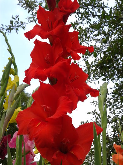 Fotografie0026 - AAAA_GLADIOLE 2015_2017_2018_2019