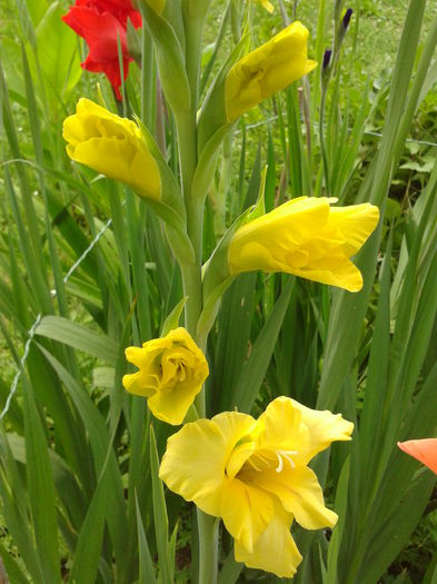 Fotografie0028 - AAAA_GLADIOLE 2015_2017_2018_2019