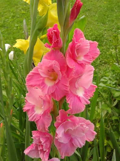 Fotografie0030 - AAAA_GLADIOLE 2015_2017_2018_2019